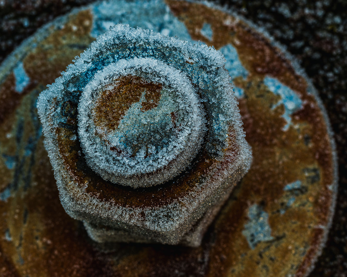 fotografia makro zimą