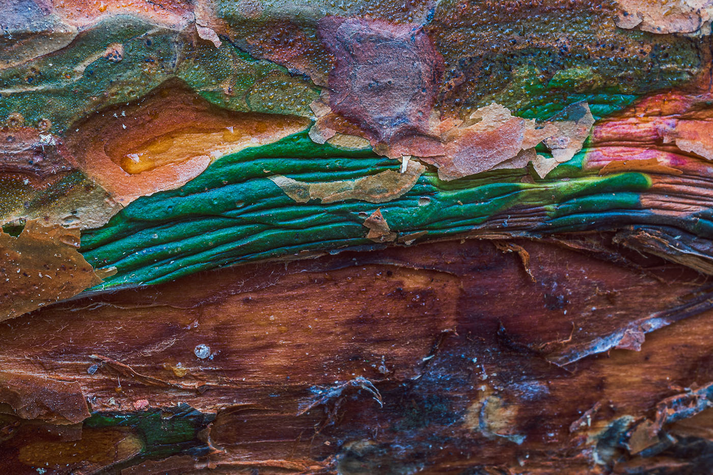 Fotografia zbliżeniowa w lasach