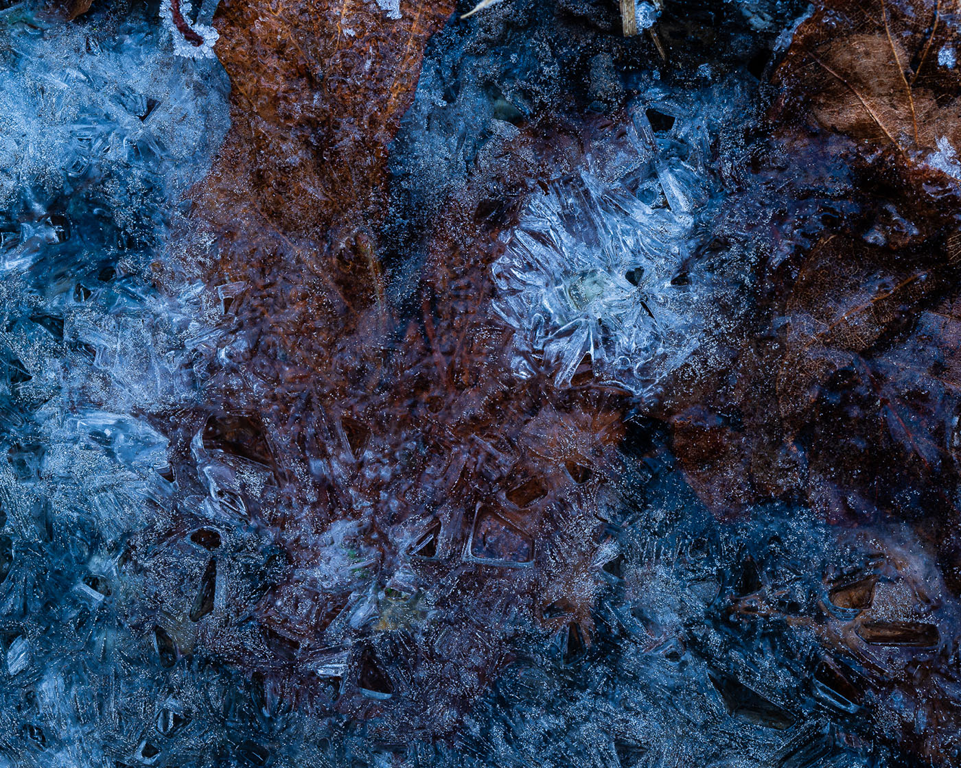 Fotografia zbliżeniowa w lesie