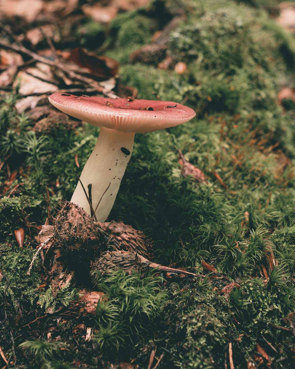 Fotografowanie grzybów w lesie