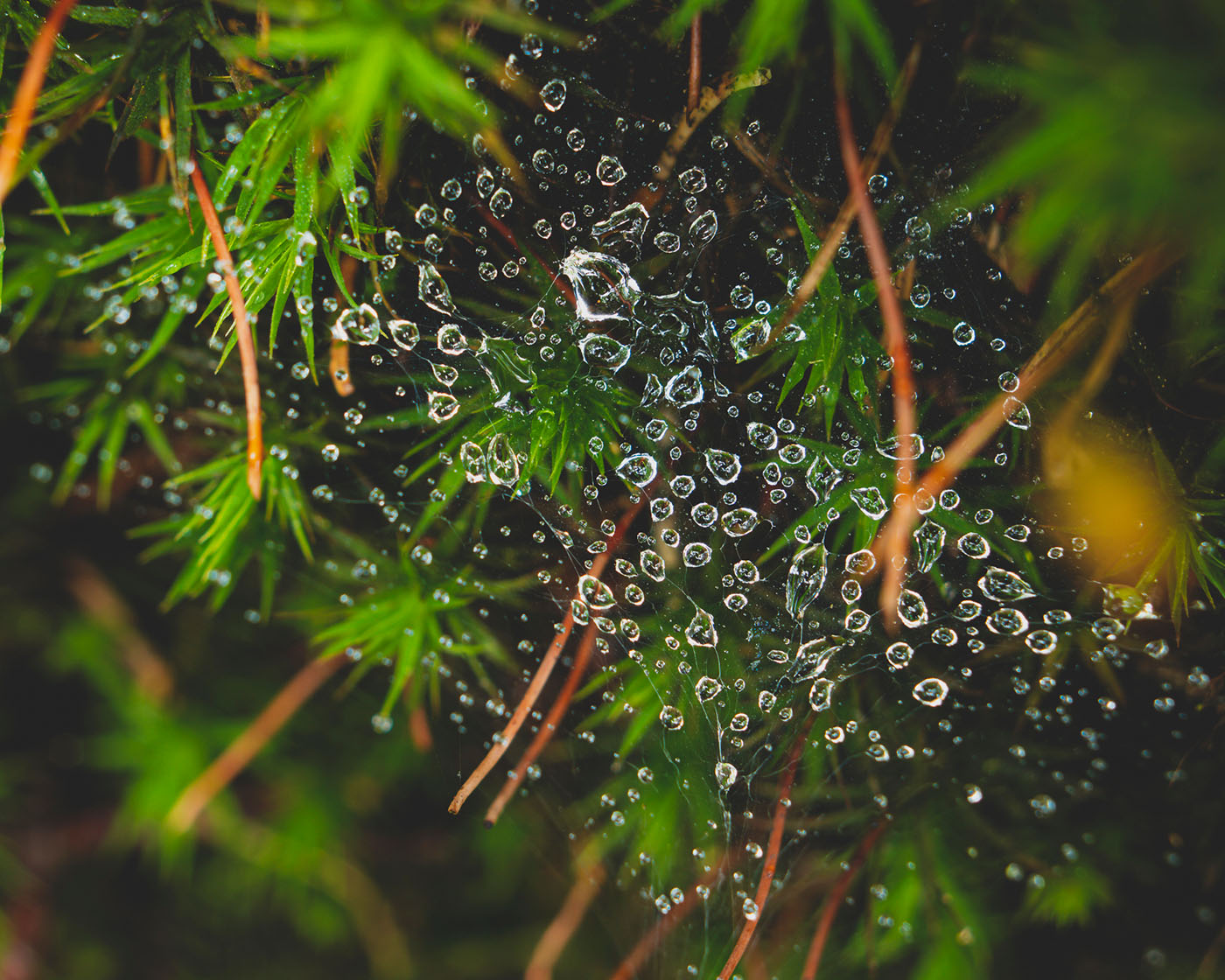 Jak fotografować lasy