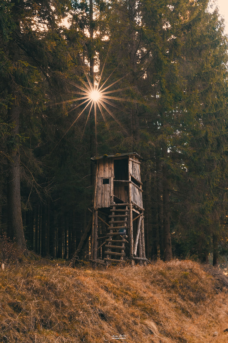 Jak fotografować w lesie?