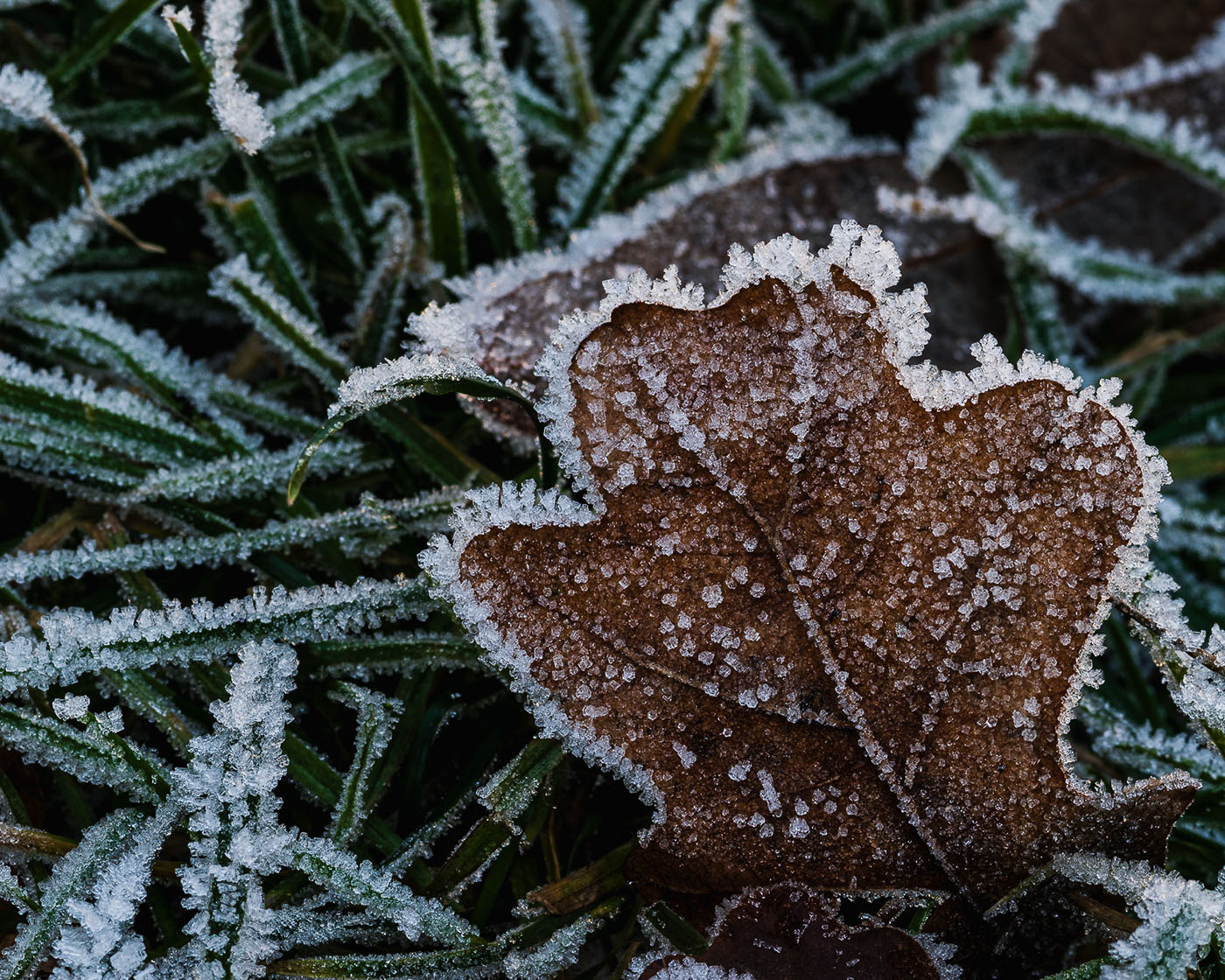 jak robić zdjęcia szronu