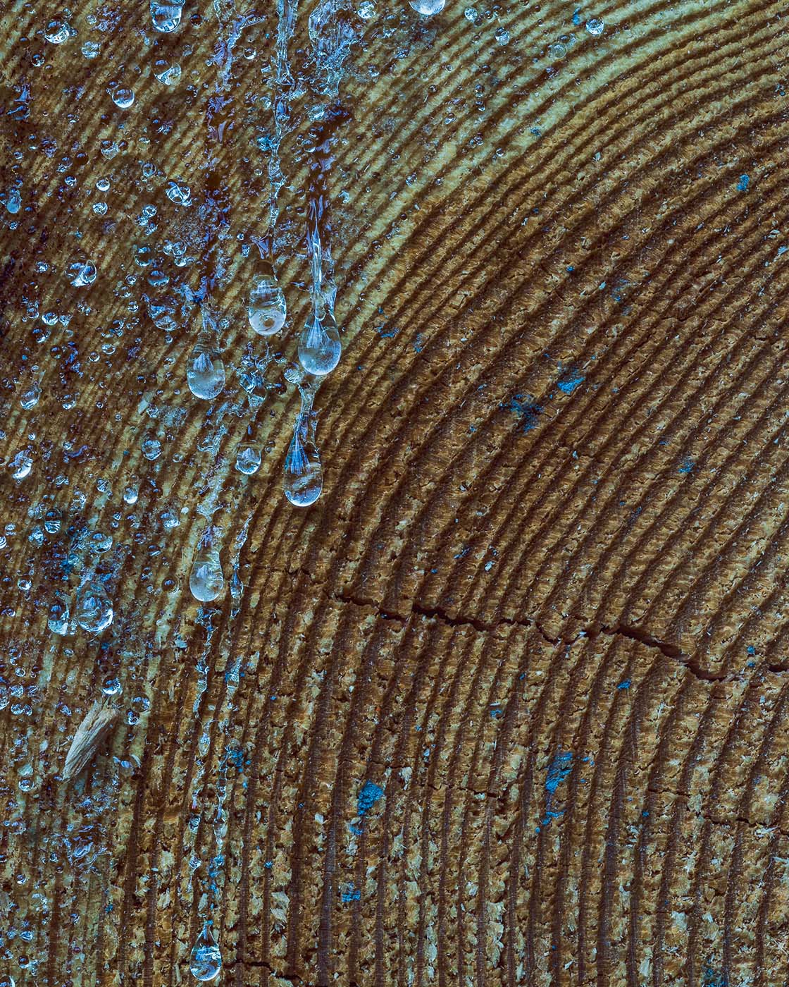 leśne tekstury fotografia zbliżeniowa