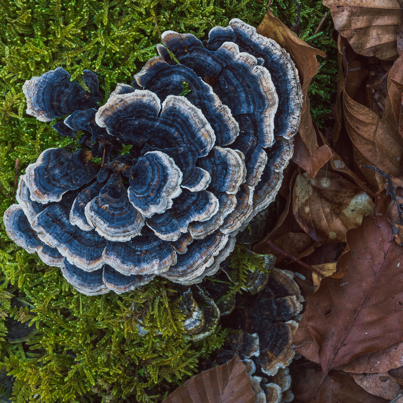 Tekstury lasu - poradnik fotograficzny
