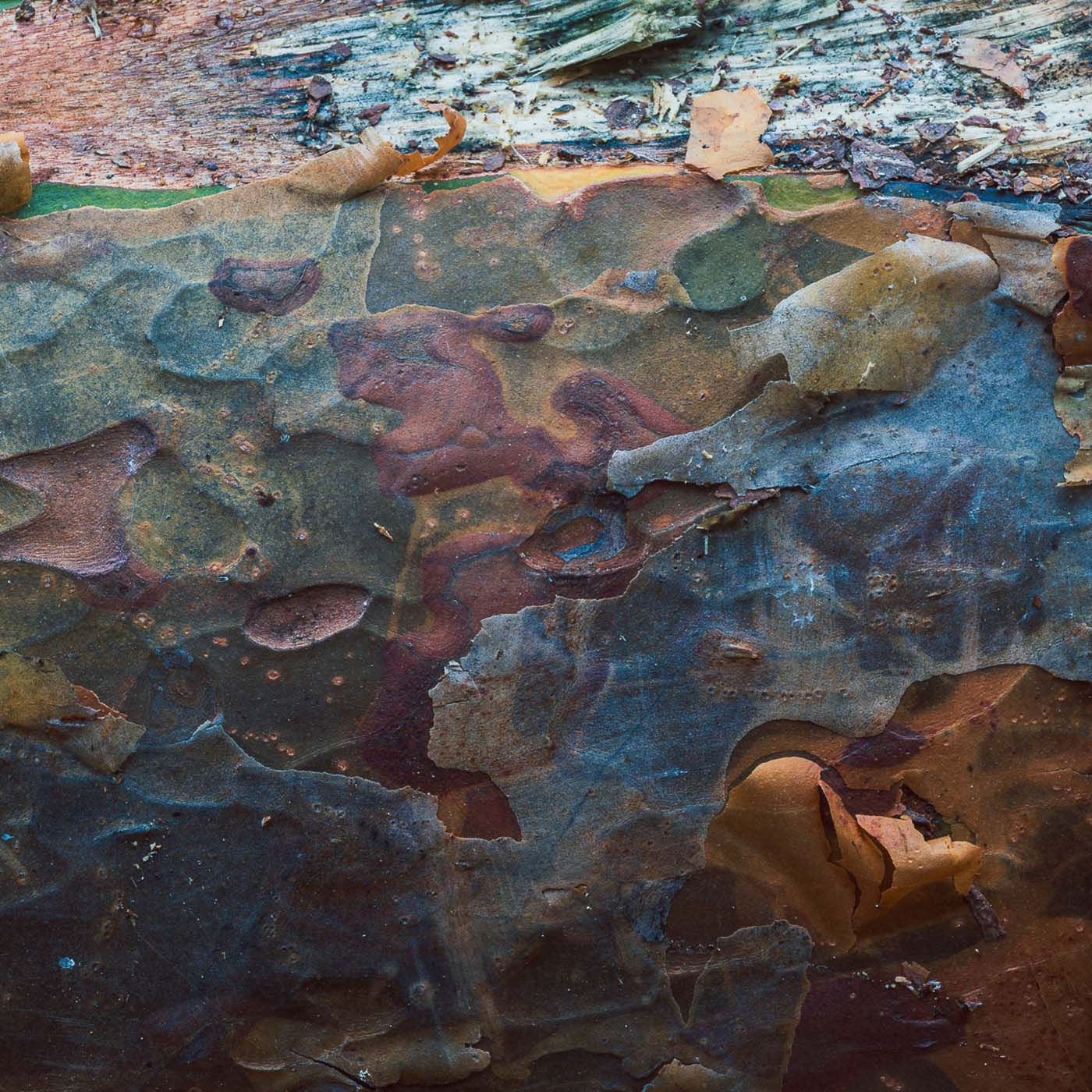 Tekstury lasu - moro