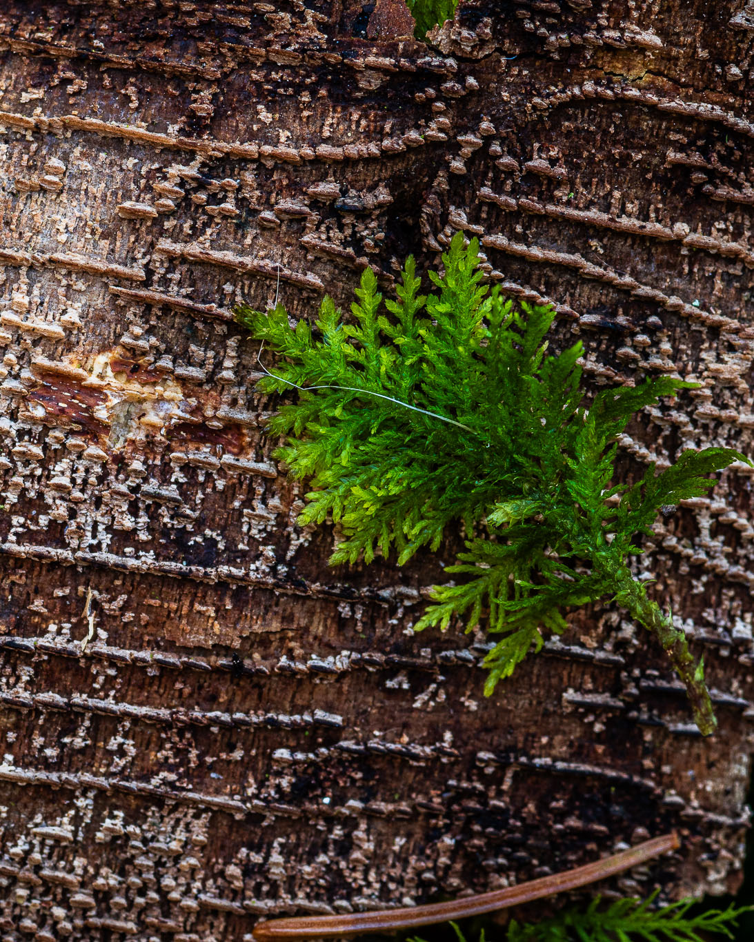 jaki obiektyw do makrofotografii