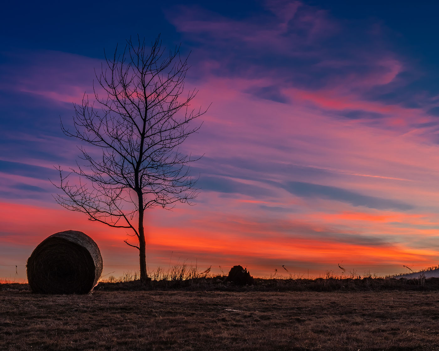 Samotne drzewo o niebieskiej godzinie