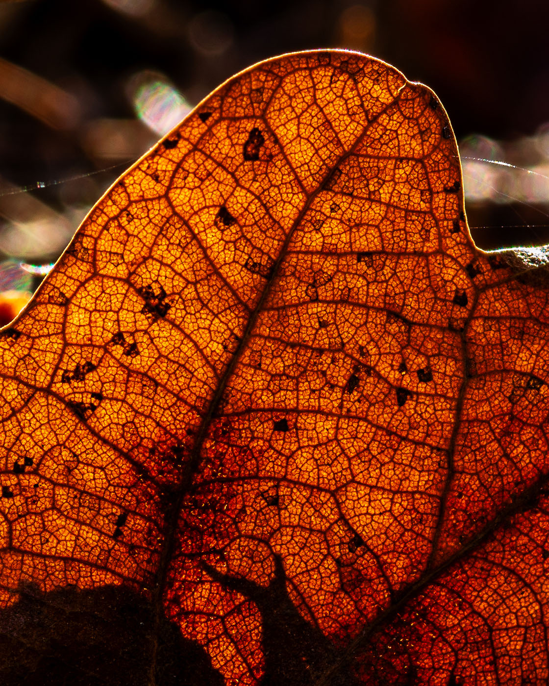 Fotografia makro pod słońce