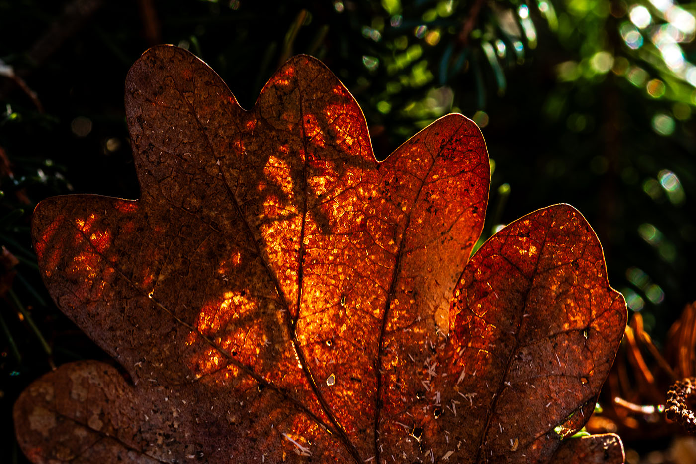 Fotografowanie liści pod światło