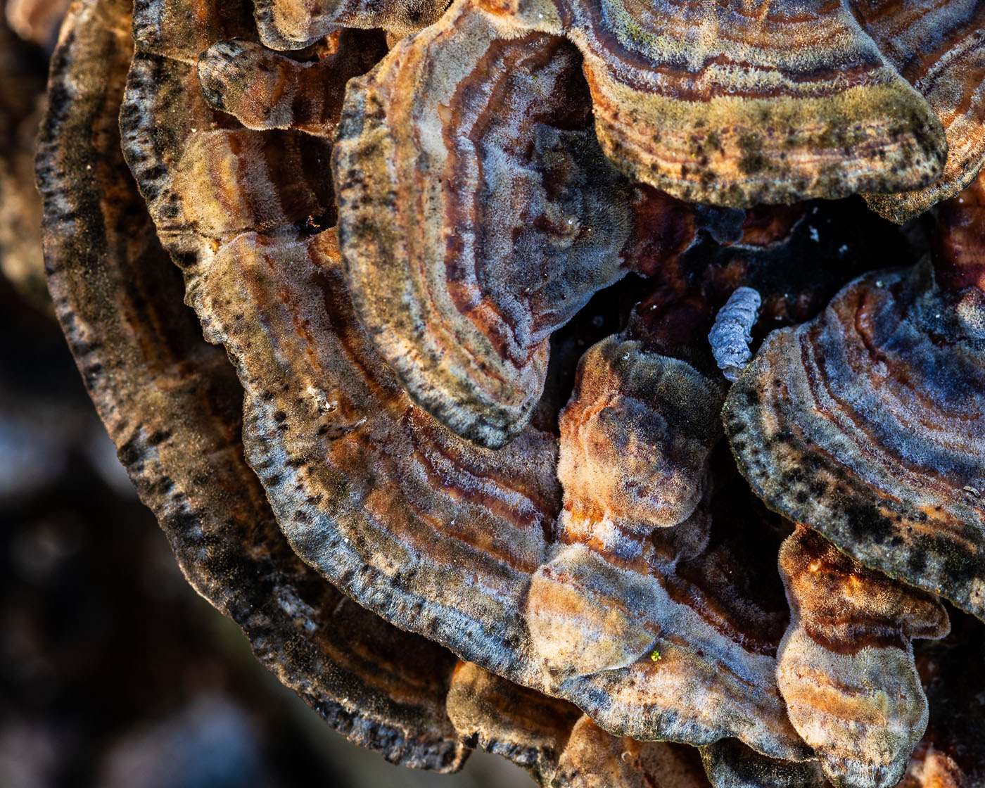 Jak fotografować huby w lesie