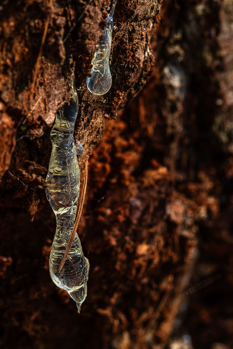 Jak fotografować makro w lesie