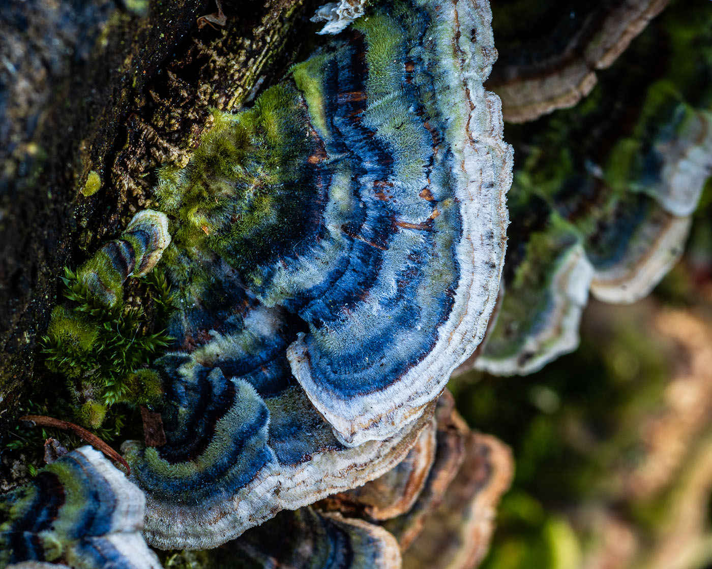 Leśna makrofotografia