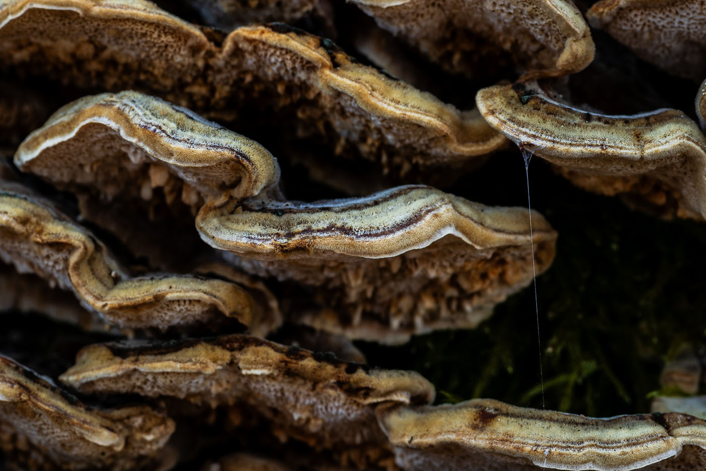 Makro w lesie - huby