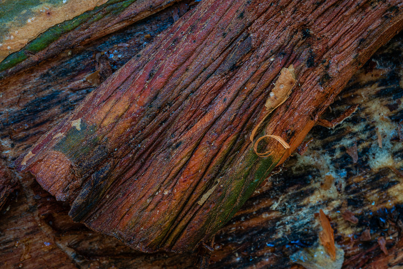 Makrofotografia w lesie