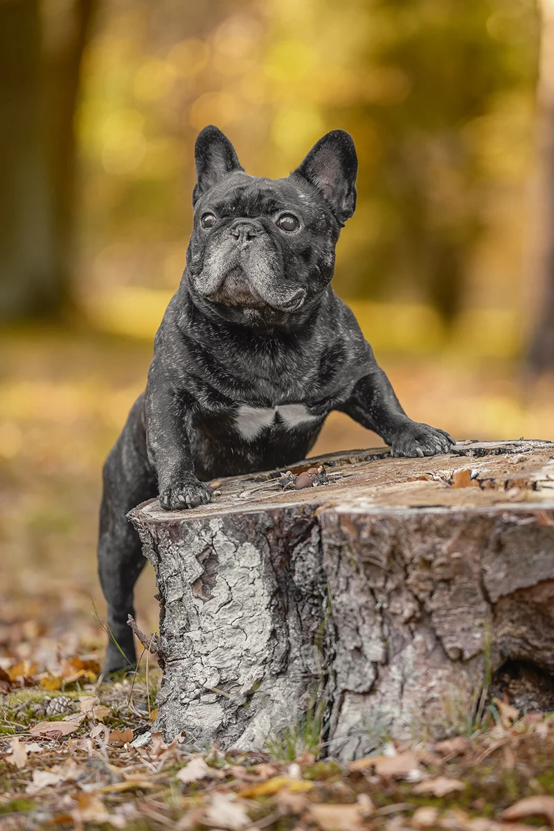 Jak fotografować psa