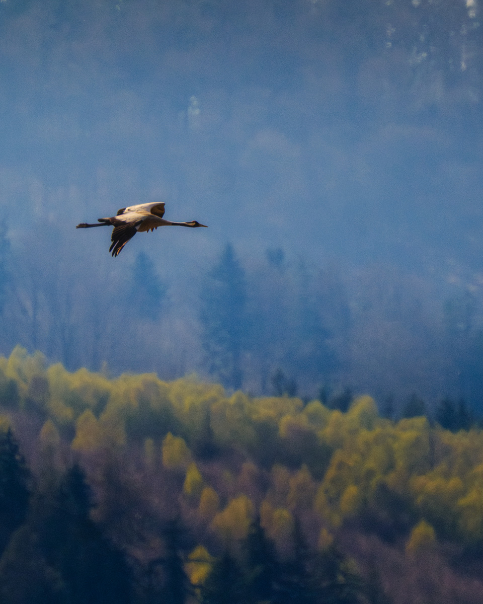 Fotografia gór - przelot żurawia