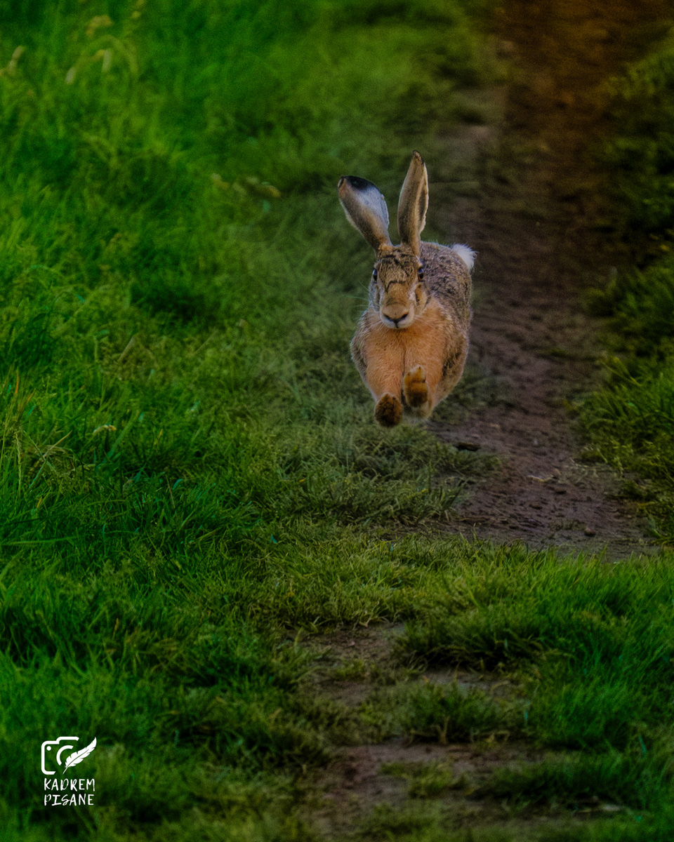 fotografia dzikich zwierząt poradnik