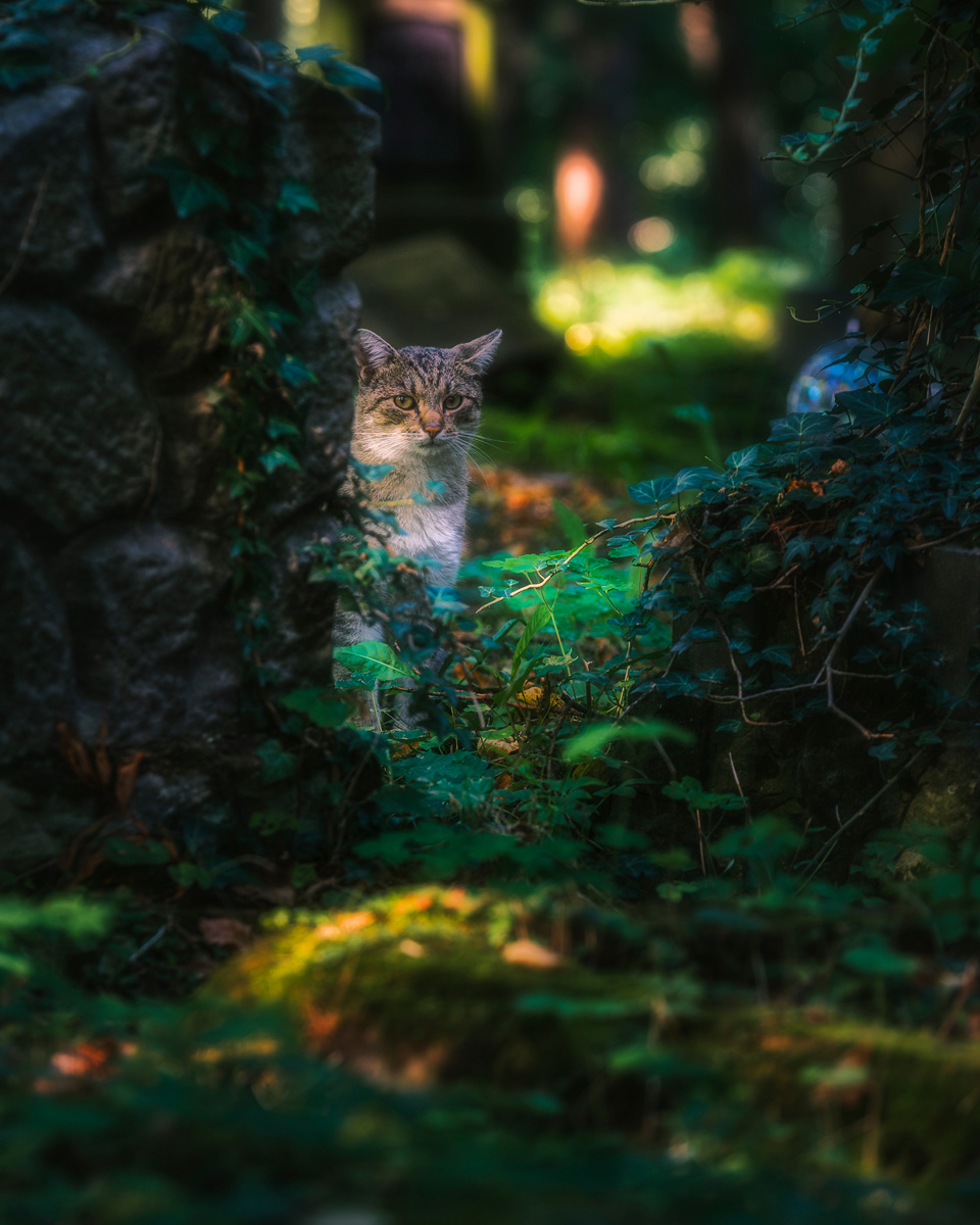 fotografowanie cmentarza