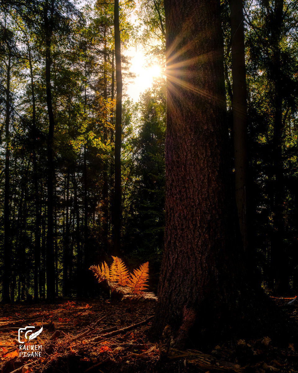 Fotografia leśna jesienią
