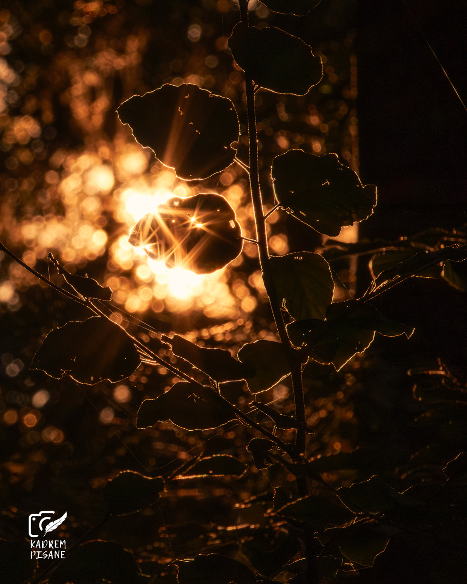 Poradnik fotografowania lasu jesienią
