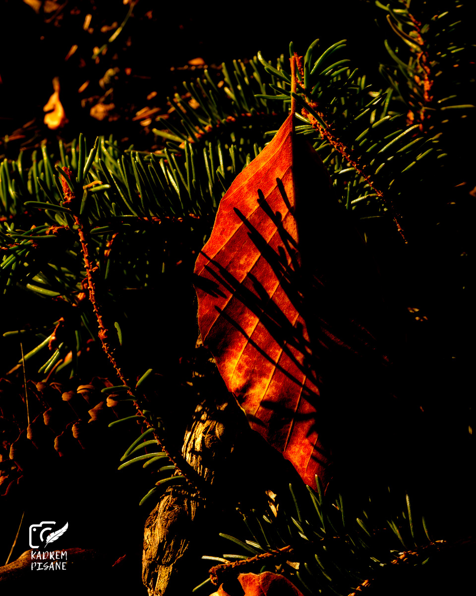 jesienna fotografia lasu